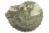 Cretaceous Pyritized Ammonite (Kosmoceras) Fossil - England #262643-1